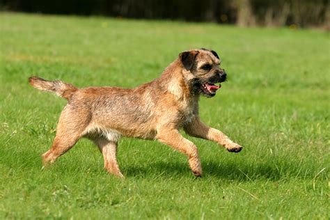 Black Border Terrier Poodle Mix - canvas-fidgety