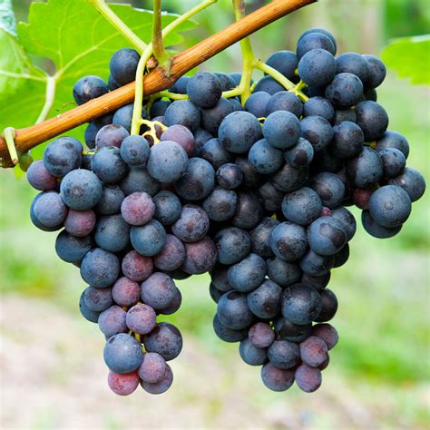 Concord Grapes for Sale | FastGrowingTrees.com