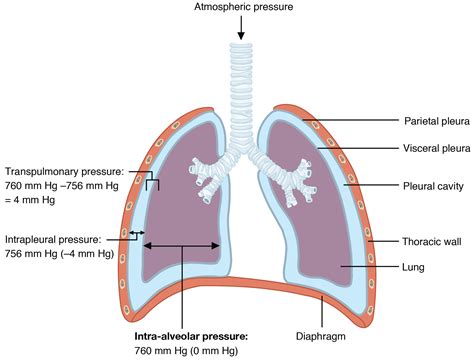 The Process of Breathing · Anatomy and Physiology