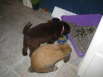 Labrador Puppy Training – The Right Way