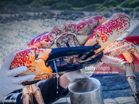 16 Tasmanian Giant Crab Stock Photos, High-Res Pictures, and Images - Getty Images