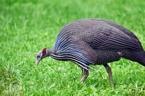 Guinea Fowl: A Guide to Raising | Chook City