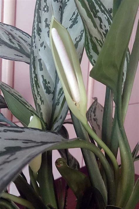 How to Grow Chinese Evergreen (Aglaonema) – Make House Cool