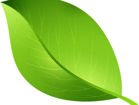 Free Green Transparent Background, Download Free Green Transparent Background png images, Free ...