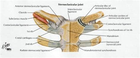 Identify and describe the articulation of the pectoral g... | Anatomy - Nervous and Locomotor ...