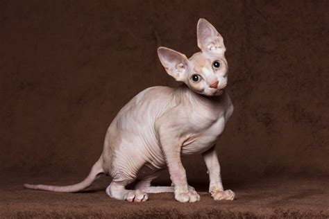 Sphynx Prices in 2024: Purchase Cost, Vet Bills And Other Costs - A-Z Animals