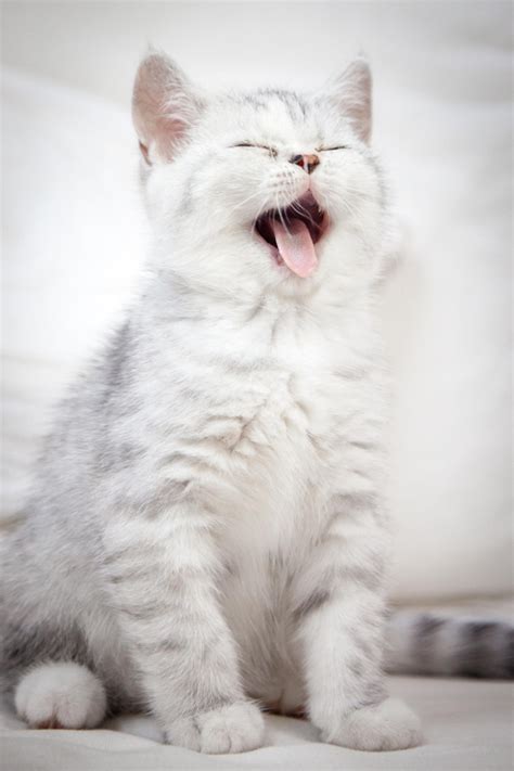 Post The Happiest Cats Who Show The Best Smiles | Bored Panda