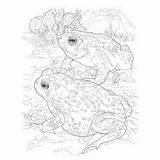 25 Delightful Frog Coloring Pages For Your Little Ones sketch template