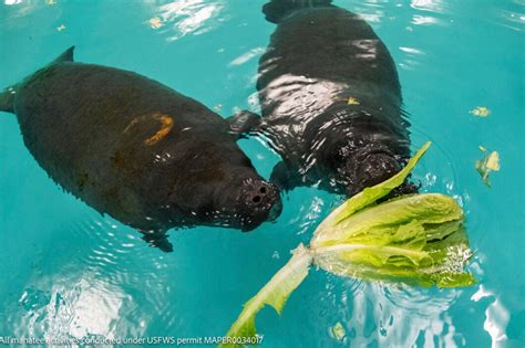 Manatee | Georgia Aquarium Manatee Conservation