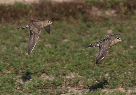 La migración de primavera es ahora más temprana en aves europeas y norteamericanas - AHSA ...