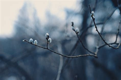 Shallow Focus Photography of Plant Branch · Free Stock Photo