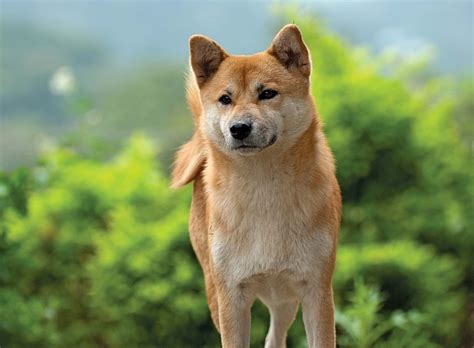 Shiba Inu | Breed, Care, Upkeep, Temperament, Overview, Description ...