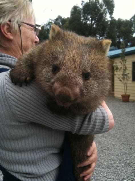 What I would give for a pet Wombat. : aww