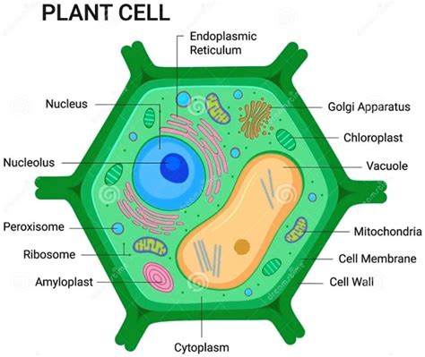 SOLVED: PLANT CELL Endoplasmic Reticulum Nucleus Golgi Apparatus Chloroplast Nucleolus Vacuole ...