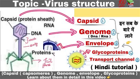 Virus Structure Capsid