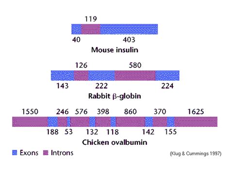 Exon / Intron Structure