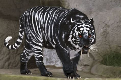 A BLACK TIGER is a rare color variant of the Tiger and is not a ...