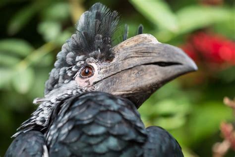 Hornbill Bird with Large Beak Stock Photo - Image of avian, animal: 56376532