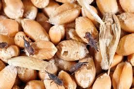 Weevils in Your Food, How to Deal With It. - Preparedness ...