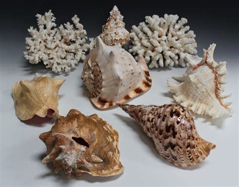 A group of various shells and two pieces of coral.