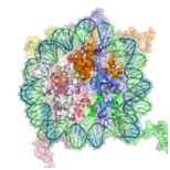 Chromatin : What is the Structure, types and Functions?