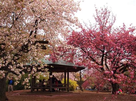 Last Hurrah on the Cherry Blossom Season: Shinjuku Gyoen, Hinode-cho ...