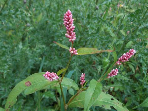 Redshank Persicaria maculosa - BRITISH NATURE GUIDE