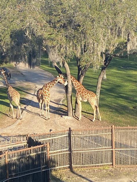 Savannah View Room at Animal Kingdom Lodge - The Experience Family