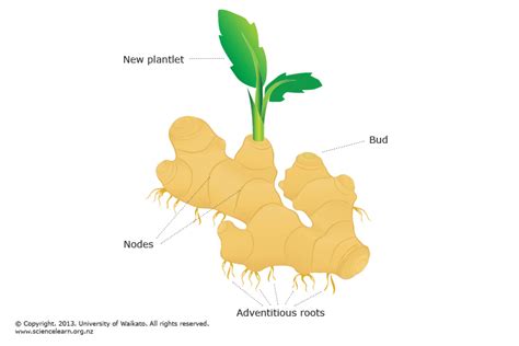 Rhizome diagram — Science Learning Hub