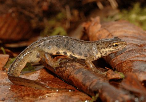 What do newts eat? (Diet, Facts & Feeding Tips)