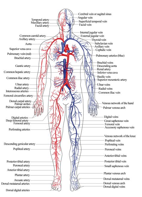 Arteries Of The Body Diagram - General Wiring Diagram