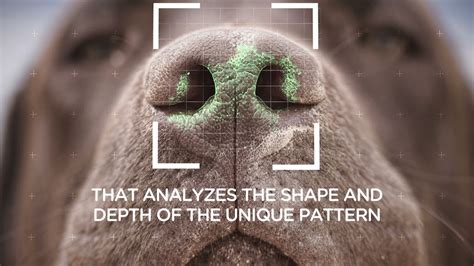 A Clever App That Uses Dogs' Unique 'Nose Print' to Identify and Reunite Lost Canines With Their ...