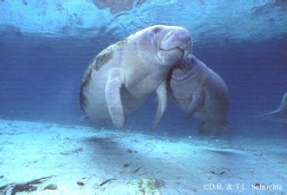 Manatee