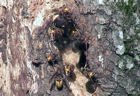 European Hornet Nest - What's That Bug?