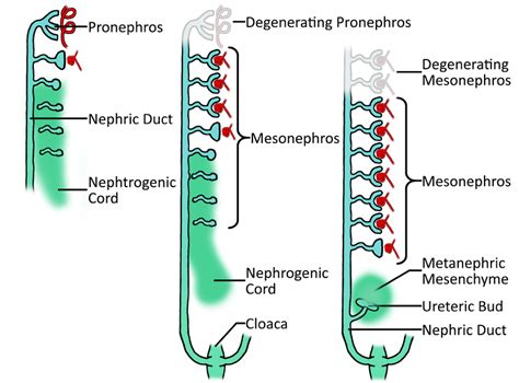 What is the Difference Between Pronephric Mesonephric and Metanephric ...