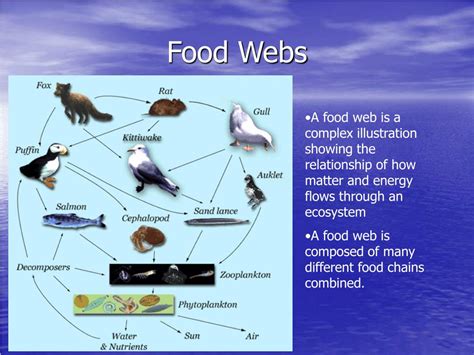 Ppt Energy Flow Through Food Chains And Food Webs Powerpoint | Images and Photos finder