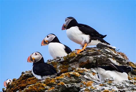 Atlantic Puffin | Owen Deutsch Photography | Bird