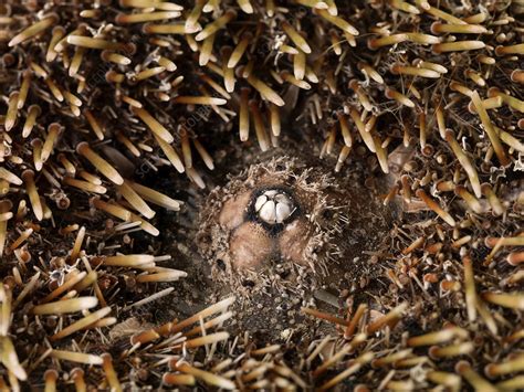 Flower urchin - Stock Image - C026/5427 - Science Photo Library