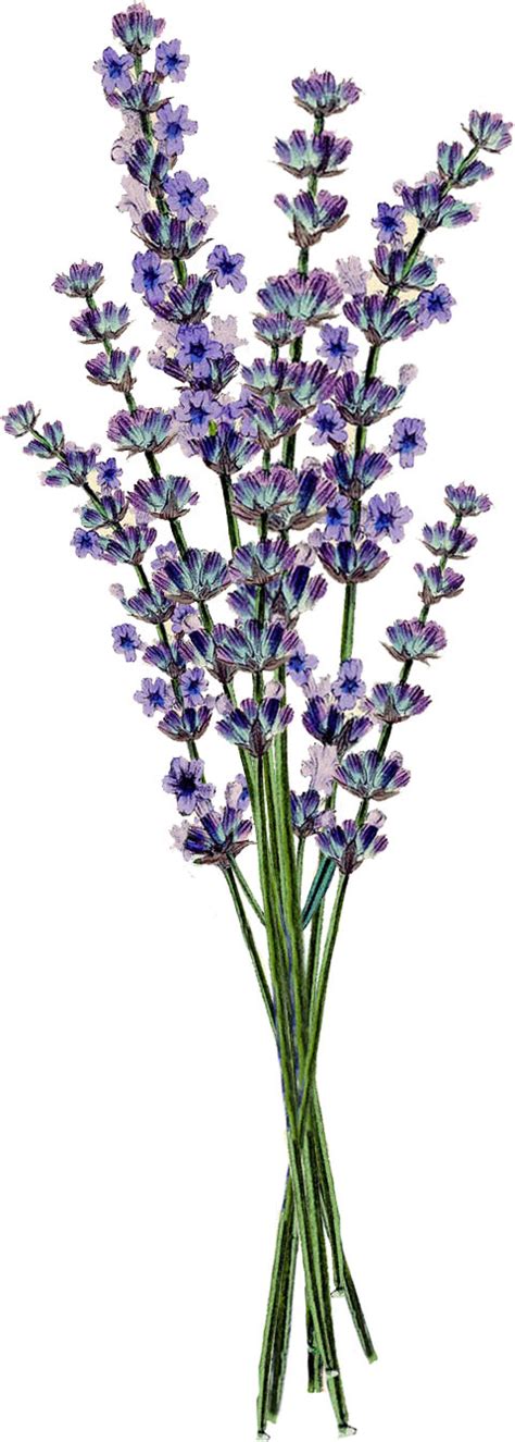 lavender clip art free - Clip Art Library