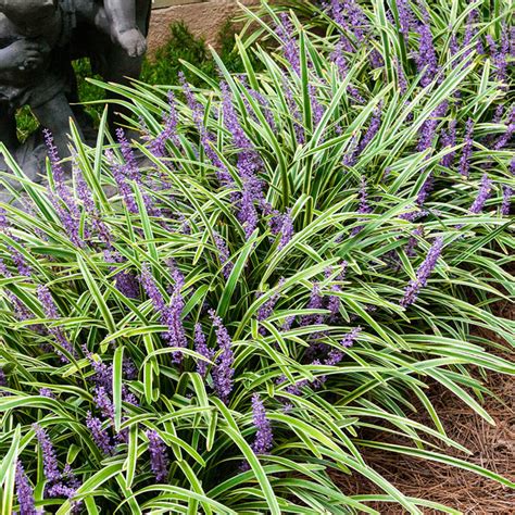 Variegated Liriope: Deer-Resistant Perennials from Gurney 's