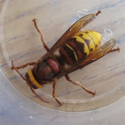 Insects of Britain: Hornet