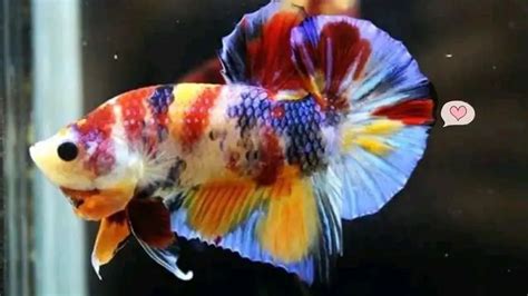 Ikan Cupang Plakat, Ikan Hias Cantik yang 'Tahan Banting' | Orami