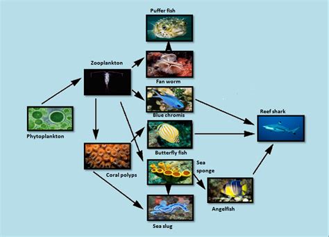 Food Web - The Coral Reef