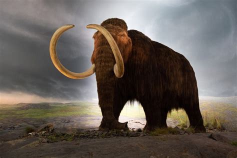 Human Hunting Was A Reason Behind The Extinction Of Woolly Mammoth As Well