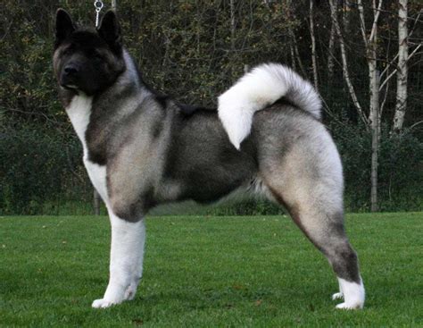 Akita Dog Breed » Information, Pictures, & More