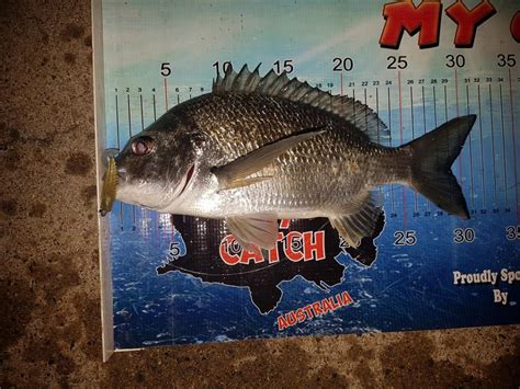 How to Catch Bream on Lures | Marty Gleeson | My Catch Australia