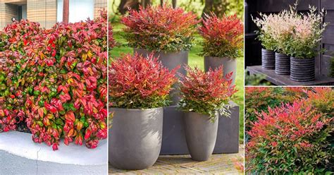 15 Beautiful Types of Nandina Varieties | Balcony Garden Web