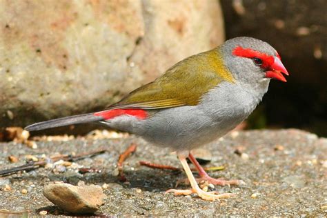 Real World Gardener Red Browed Finch is Wildlife In Focus