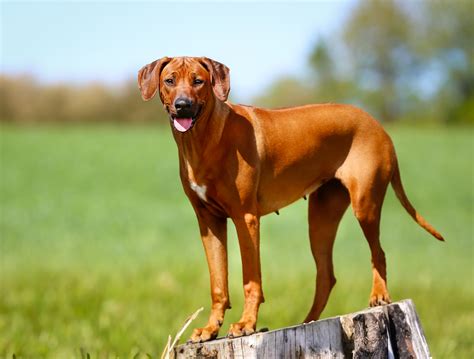 Rhodesian Ridgeback Breed Info Best Food, Training, Grooming | Bil-Jac