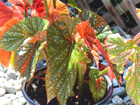 Angel Wing Begonia - Care, Growing, Watering, Flowering, Propagation ...